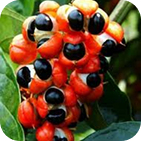 Guarana
